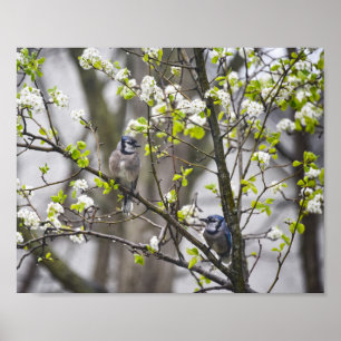 Blue Jay Pear in een bloeiende perenboom Poster