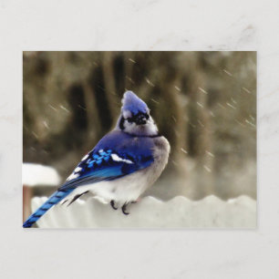 Blue Jay Photo Briefkaart