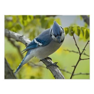 Blue Jay Photo Enlargement Foto Afdruk