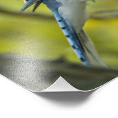 Blue Jay Photo Enlargement Foto Afdruk (Hoek)