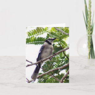 Blue Jay Photo Folded Note Kaart