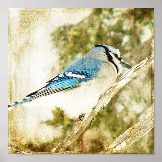 Blue Jay Poster (Voorkant)