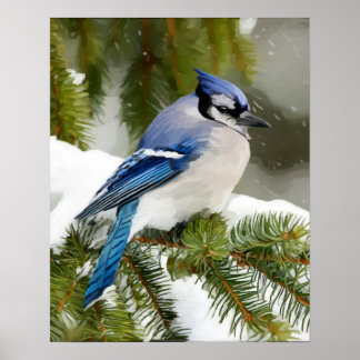 Blue Jay Poster