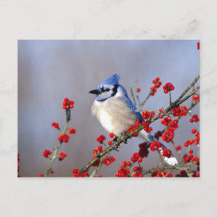 Blue Jay Resting on Hawthorn Tree Feestdagenkaart