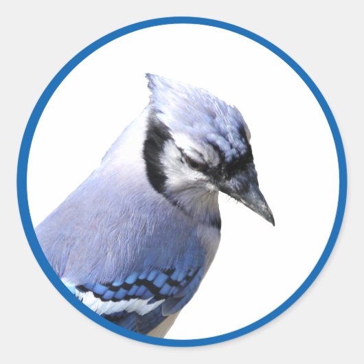 Blue Jay Ronde Sticker (Voorkant)