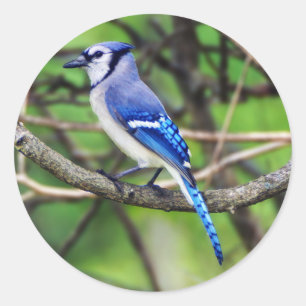 Blue Jay ronde Sticker
