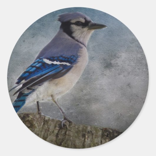 Blue Jay Ronde Sticker (Voorkant)