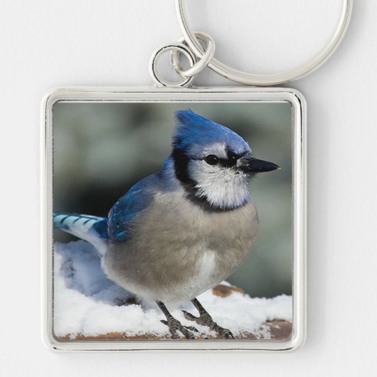 Blue Jay Sleutelhanger (Voorkant)