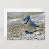 Blue Jay Snow-foto Briefkaart (Voorkant / Achterkant)