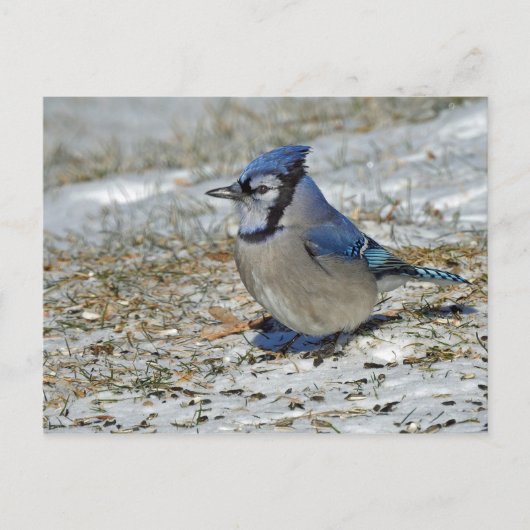 Blue Jay Snow-foto Briefkaart (Voorkant)