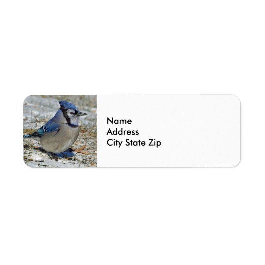Blue Jay Snow-foto Etiket (Voorkant)