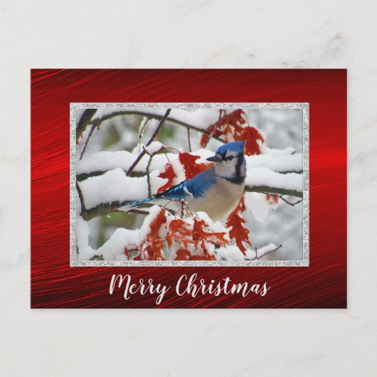 Blue Jay Snow Foto Kerst Briefkaart (Voorkant)