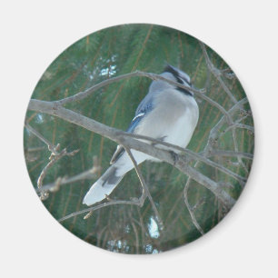 Blue Jay Songbird (Cyanocitta cristata) Magneet
