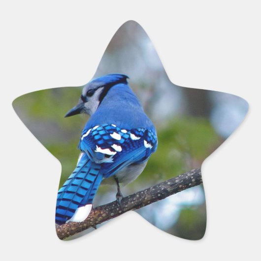 Blue Jay Ster Sticker (Voorkant)