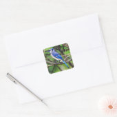Blue Jay Sticker (Envelop)