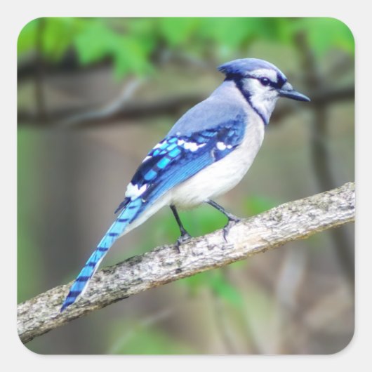 Blue Jay Sticker (Voorkant)