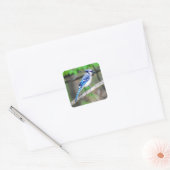 Blue Jay Sticker (Envelop)