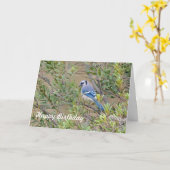 Blue Jay sur Southern Wax Myrtle Carte d'anniversa (Fleur jaune)