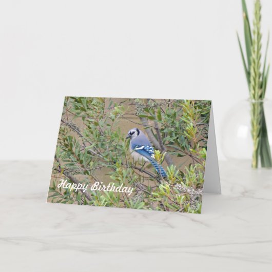 Blue Jay sur Southern Wax Myrtle Carte d'anniversa (Devant)