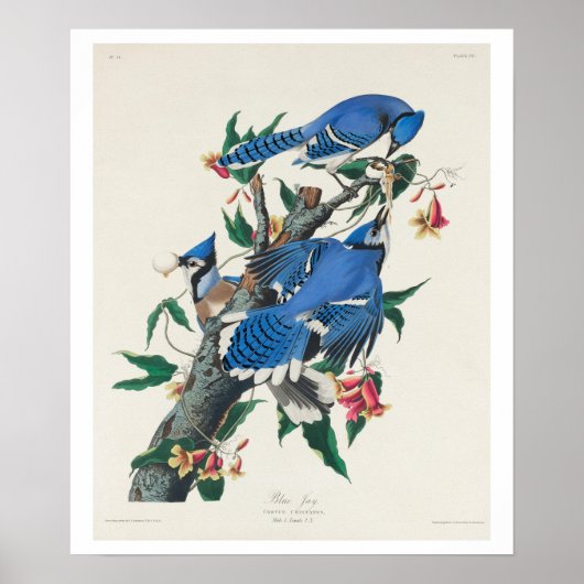 Blue Jay van Audubon Poster (Voorkant)