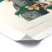 Blue Jay van Audubon Poster (Hoek)