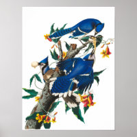 Blue Jay van John James Audubon