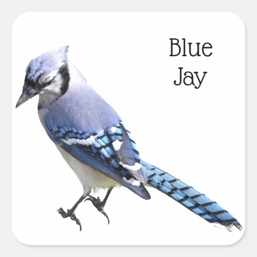 Blue Jay Vierkante Sticker (Voorkant)