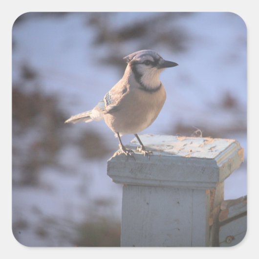 Blue Jay Vierkante Sticker (Voorkant)