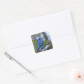 Blue Jay Vierkante Sticker (Envelop)