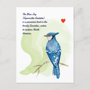 Blue jay waterverf schilderij briefkaart