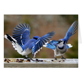 Blue Jays Squabbling tijdens de lunch