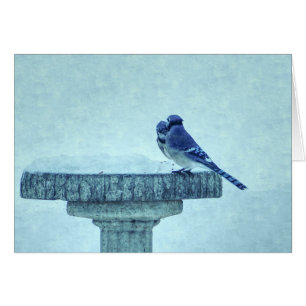 Blue Jays Winter Nourriture Painterly Carte de voe