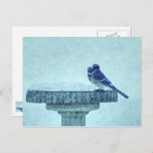 Blue Jays Winter Nourriture Painterly Carte postal (Devant / Derrière)