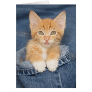 Blue Jean Baby Oranje Kitten