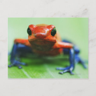 Blue Jean Frog Briefkaart