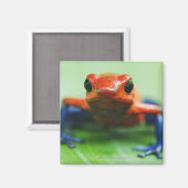 Blue Jean Frog Magneet (Voorkant / Achterkant)