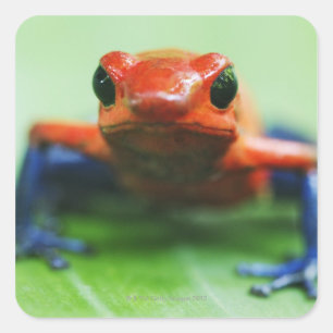 Blue Jean Frog Vierkante Sticker