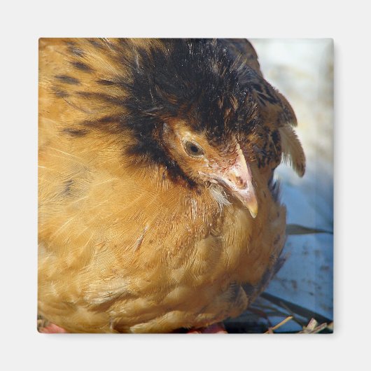 Blue Jr Magneet (Voorkant)