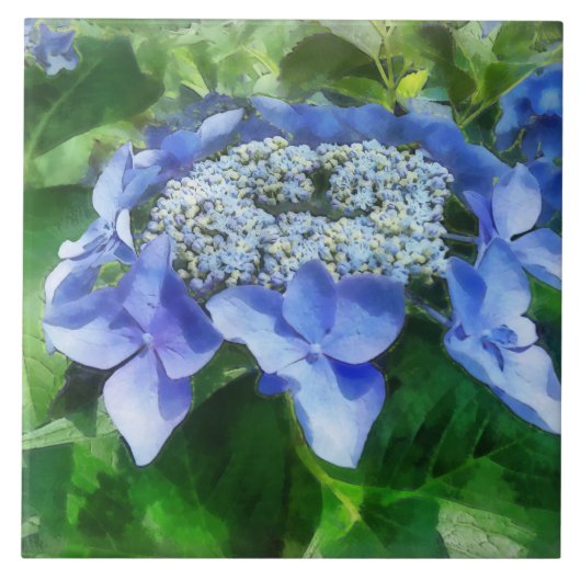 Blue Lace Pet Hydrangea Let's Dance Starlight Tegeltje (Voorkant)