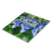 Blue Lace Pet Hydrangea Let's Dance Starlight Tegeltje (Zijkant)