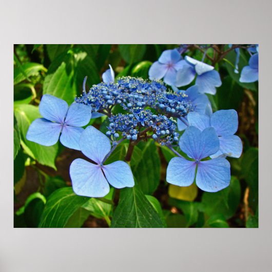 Blue Lace-pet Hydrangea - Poster (Voorkant)