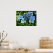 Blue Lace-pet Hydrangea - Poster (Keuken)