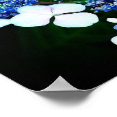 Blue Lacecap Hydrangea Flower Up Poster (Hoek)