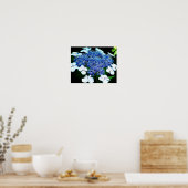 Blue Lacecap Hydrangea Flower Up Poster (Keuken)