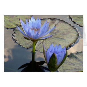 Blue Lotus Duet