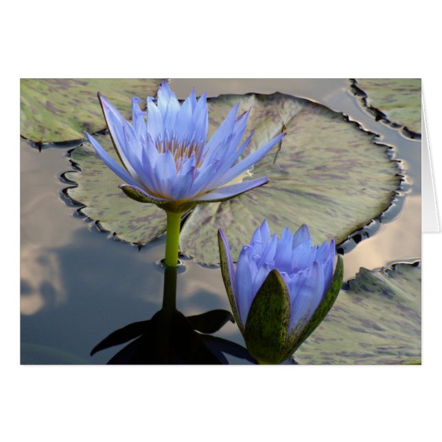 Blue Lotus Duet (Devant horizontal)