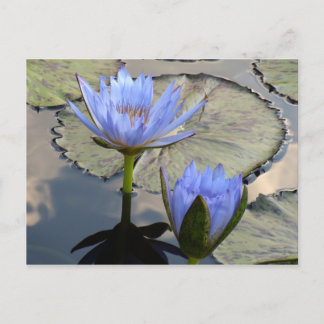 Blue Lotus Duet Briefkaart