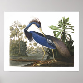 Blue Louisiana Heron Bird Illustration Poster