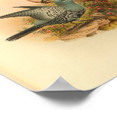 Blue Mafoor Cuckoo Shrike Bird Print (Hoek)