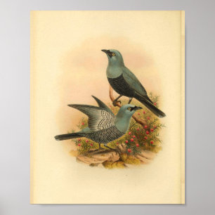Blue Mafoor Cuckoo Shrike Bird  Print
